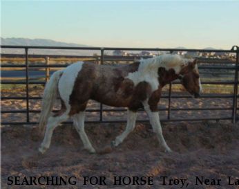 SEARCHING FOR HORSE Troy, Near Las Vegas, NV, 89074